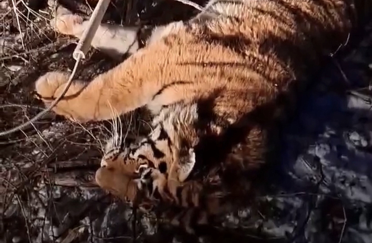 6uu3ddxe96c267xvk04fl3td33hz9hfn