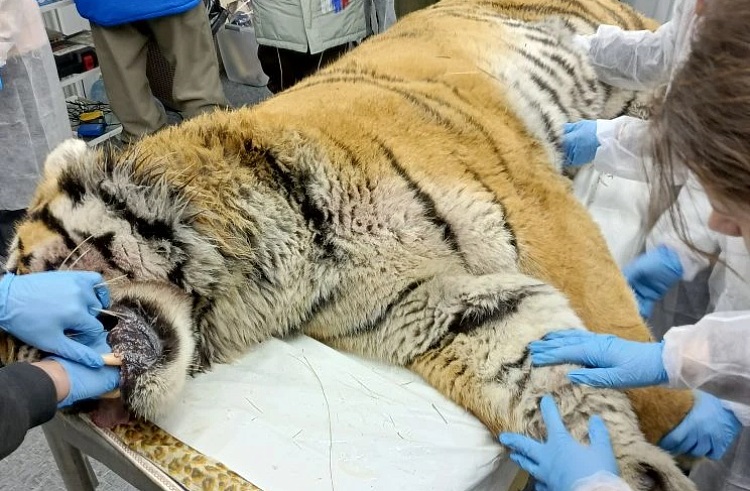 Уже восьмого тигра отловили специалисты в Приморье с начала года