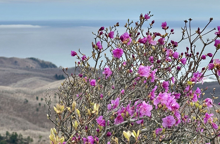 Приморье отметит Фестиваль рододендрона экскурсиями, музыкой и десертами