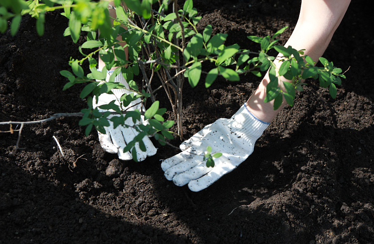 Более 600 тысяч деревьев и кустарников заготовлено для озеленения городов, поселков и сел Приморья