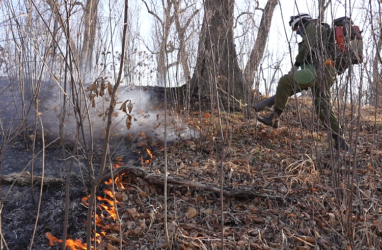 В Приморье с новой силой вернулись пожары 